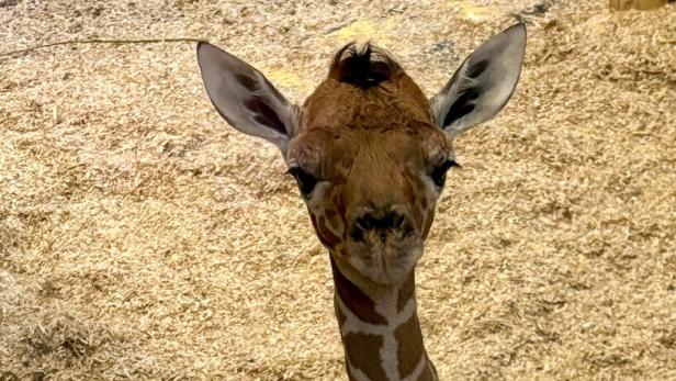 Tiergarten Schönbrunn: Nachwuchs bei den Netzgiraffen