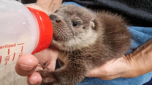 Vier gerettete Otterbabys werden in Haringsee aufgepäppelt