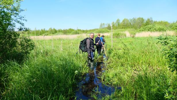 Moorwanderer im Niedermoorgebiet des Biebrza Nationalparks mit Wanderstöcken