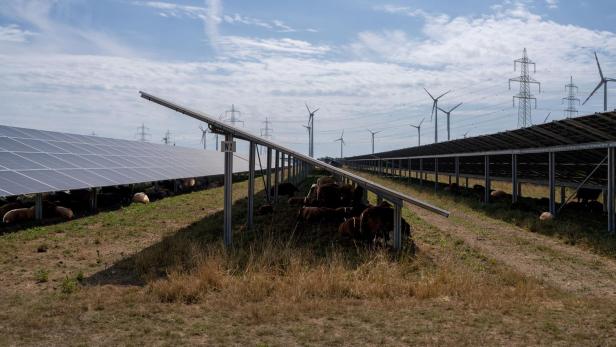 Für Agri-PV-Anlagen werden Modulständer oft ohne Betonfundament im Boden verankert, darunter bleibt beschattete Weidefläche