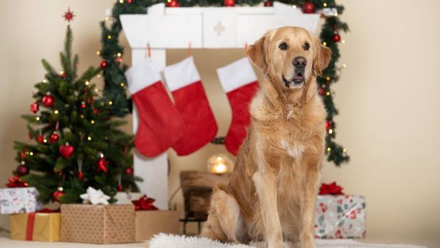 Vösendorf: Auch Tiere kann man heuer zu Weihnachten beschenken