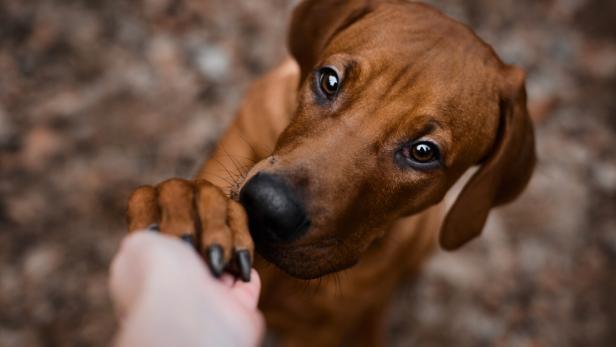 Wau-Effekt: Hunde helfen Menschen mit chronischem Schmerz