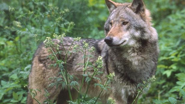 Der Wolf ist vor den Toren Wiens: Schafe im Wienerwald gerissen