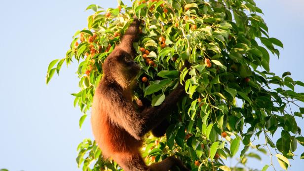 Ein Affe klettert im Baum, um Früchte zu pflücken.