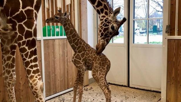 Giraffen-Junges im Tiergarten Schönbrunn ist tot