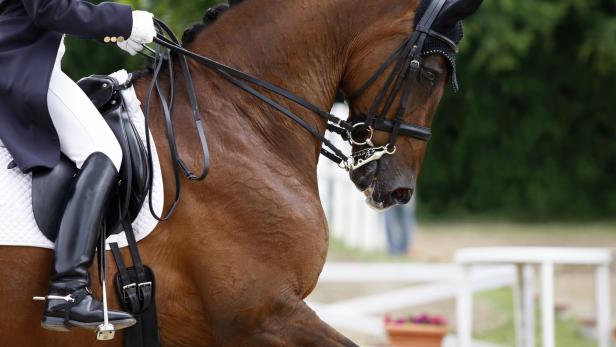Ein braunes Dressurpferd mit Reiterin bei einer Vorführung.