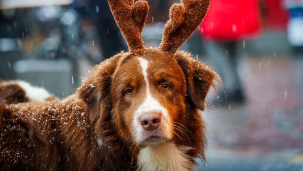 Für Hunde können Weihnachtsmärkte mit Menschenmengen und Lärm puren Stress bedeuten