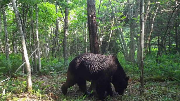 JAPAN-ANIMAL-BEAR