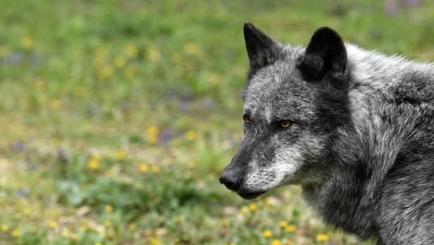 Wolf Ernstbrunn Ein Grauer Wolf vor einer Blumenwiese.
