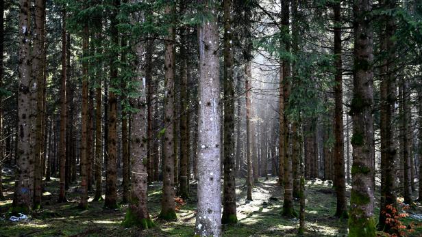 Einigung: EU-Waldschutzgesetz wird um ein Jahr verschoben