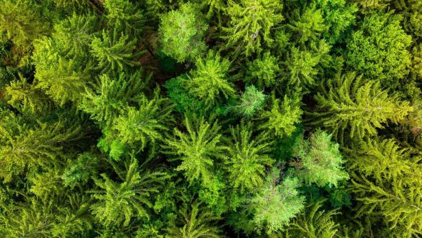 Heimische Betriebe erleichtert über verschobenes EU-Waldschutzgesetz