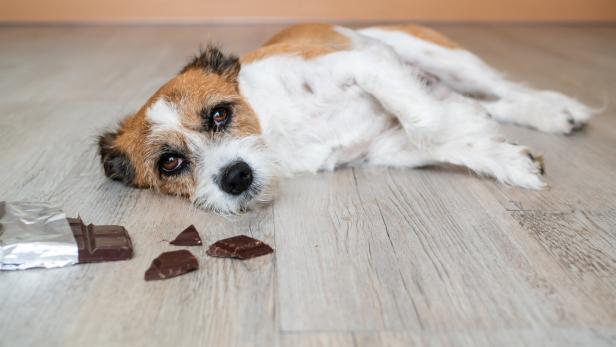 Ein kleiner Mischlingshund liegt krank neben Schokoladestücken am Boden.