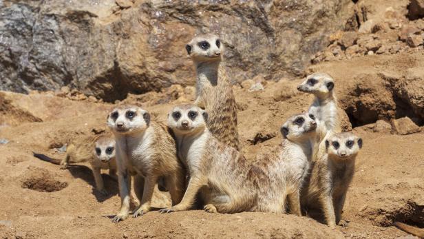 Eine Gruppe Erdhörnchen steht zusammen.