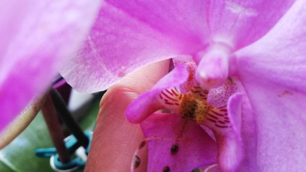 Schildlaus auf der Orchidee: Was ist jetzt zu tun?