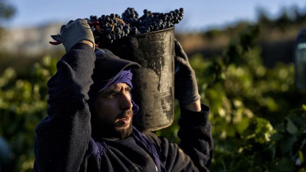 Migrant bei der Weinernte im spanischen La Rioja Alavesa