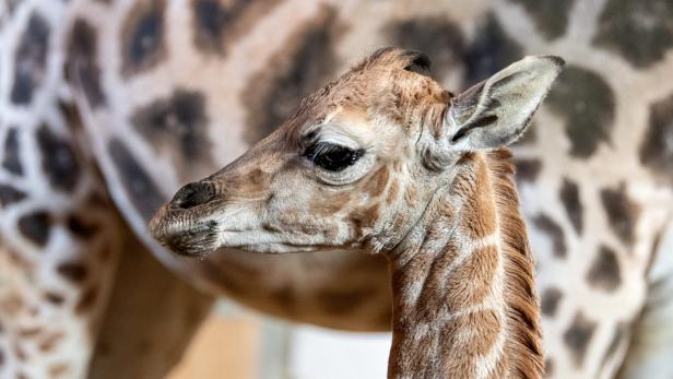 Das 1,70-Meter-Baby: Süßer Giraffennachwuchs im Zoo Schmiding