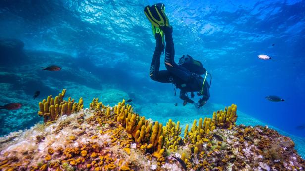 Ein Taucher im kristallblauen Meer mit einem Korallenriff.