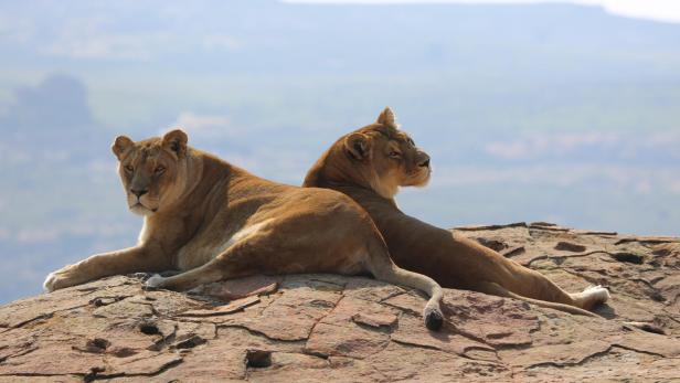 Abschied von Anna und Kiara: Die letzten Löwen des Safariparks sind tot