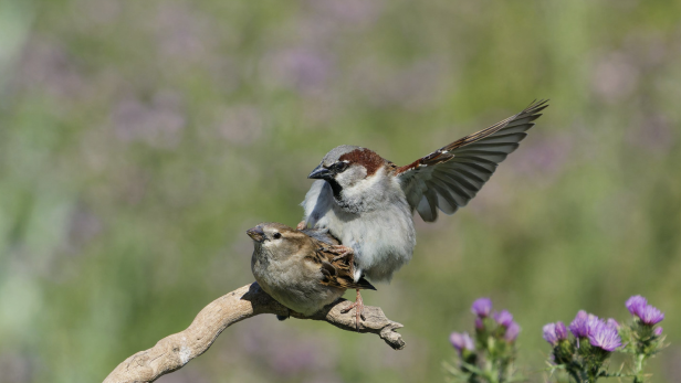 Das geheime Sexleben der Vögel