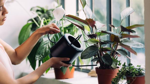 Mit der richtigen Pflege gedeihen Zimmerpflanzen prächtig.