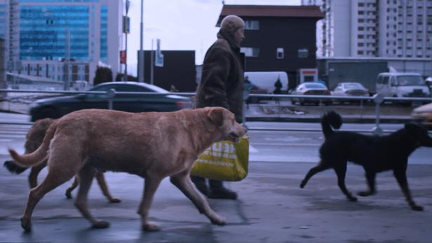 Doku auf Augenhöhe mit Hund: „Dreaming Dogs“ 