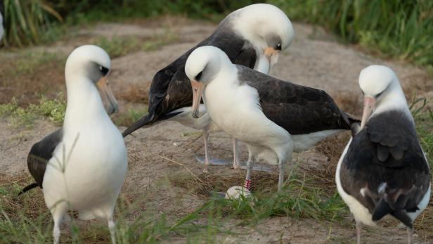 Albatros namens Wisdom steht mit ihrem Ei zwischen anderen Albatrossen