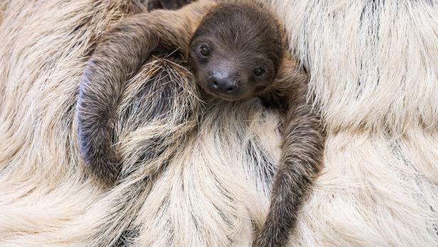 Tiergarten Schönbrunn: Nachwuchs bei den Faultieren