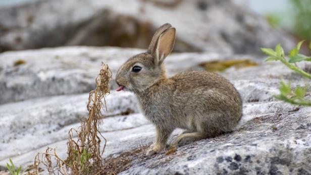 Ein Wildkaninchen sitzt vor einer vertrockneten Pflanze.