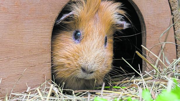 Ein Meerschweinchen schaut aus seinem Häuschen.