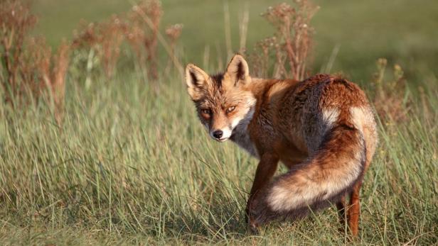 Das sind die "Tiere und Blumen des Jahres 2025"