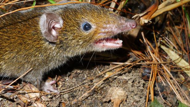 Ein Igel ohne Stacheln sitzt auf der Erde und hat sein Maul offen