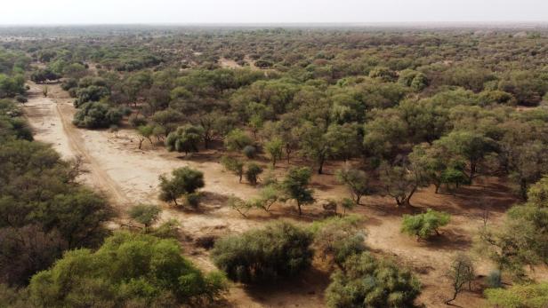 Ein Teil der Grünen Mauer in der Sahara