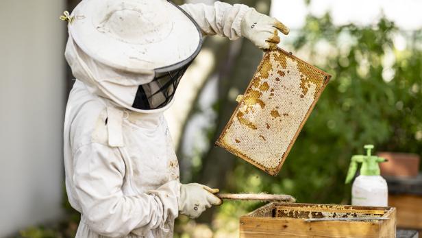 Kunden "wurden zum Narren gehalten": Gepanschter Honig in heimischen Supermärkten