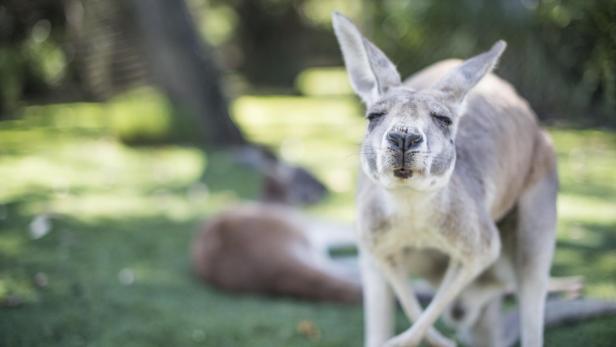 Kangaroo in the wild