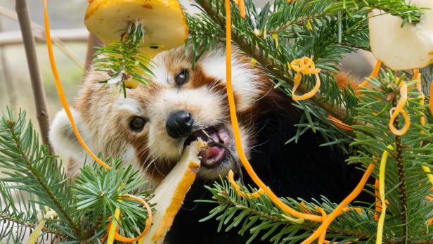 Tiergarten Schönnbrunn: Rote Pandas bekamen Weihnachtsbaum