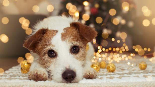 Ein Jack Russell liegt verängstigt vor einem Weihnachtsbaum.