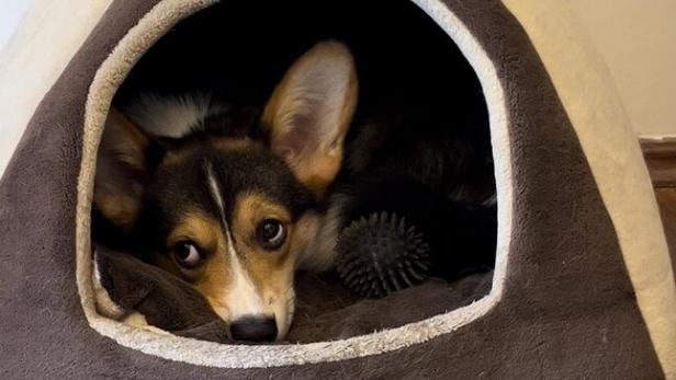 Wiener Corgi-Café ohne Corgis: Die Hunde müssen zu Hause bleiben