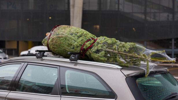 Weihnachten: So transportiert man den Christbaum richtig