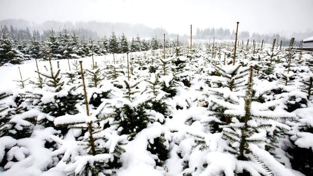 Wo zu Weihnachten in Österreich mit Schnee zu rechnen ist