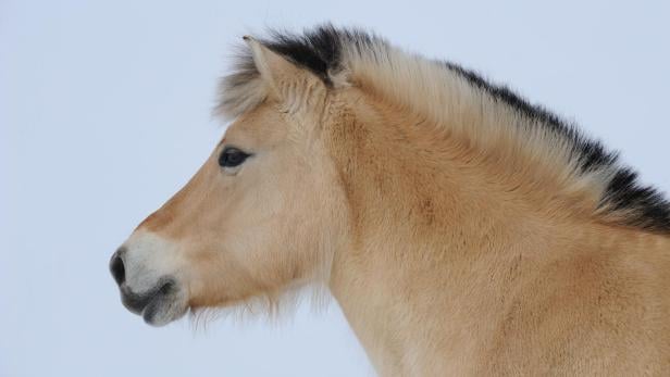 Jäger schoss in Niederösterreich versehentlich auf Pony