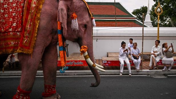 In Thailand gibt es nun Verhütungsspritze für Elefanten