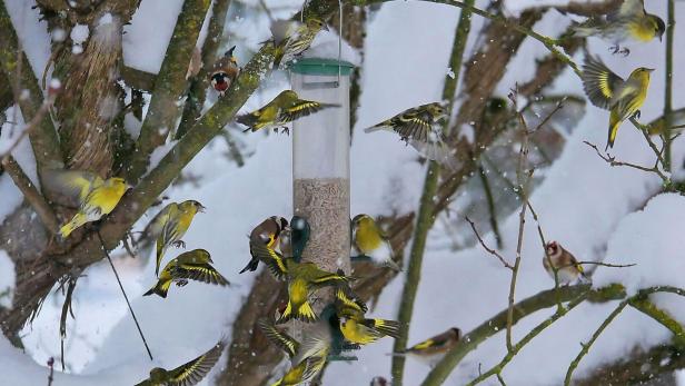 Stunde der Wintervögel:  Zähl mal, wer da zwitschert