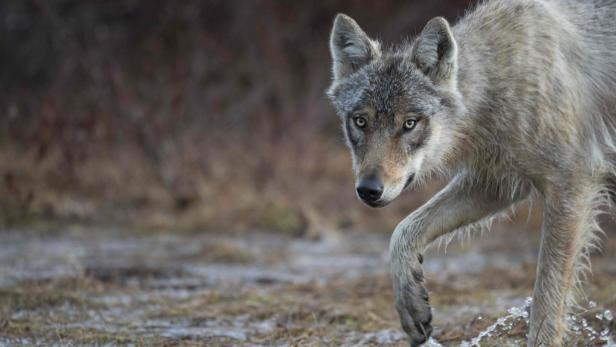 Oberösterreich: Erneut Risikowolf zum Abschuss freigegeben