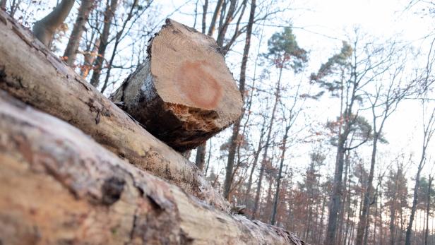 Alarmstufe Rot: Teures Rundholz gefährdet Sägeindustrie im Waldviertel