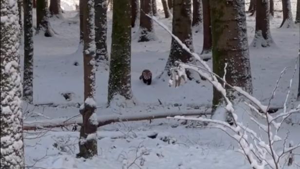 Schnee-Flucht: 2 Rote Pandas aus Zoo ausgebüxt