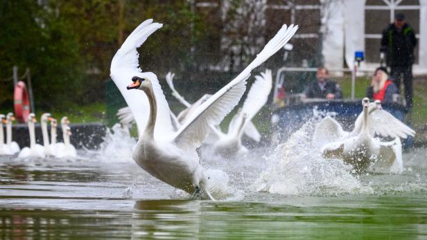 Ansteckungswege und Infektionsrisiko: 9 Fakten zum Vogelgrippe-Virus