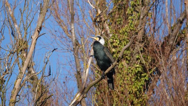 Einige 100 Kormorane an Wiener Ufern gesichtet - auch im Stadtpark