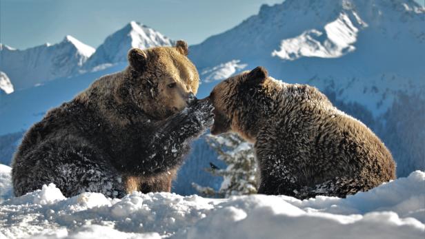 Bären im Bärenland in Arosa in der Schweiz