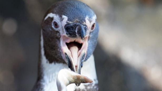 Ein Fuchs befand sich im Zoo und tötete 14 Pinguine.