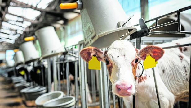 Calf in stable, Germany